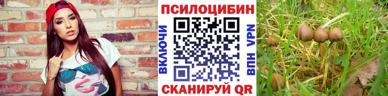 магазин  наркотиков  Бавлы  Псилоцибиновые грибы Psilocybe 